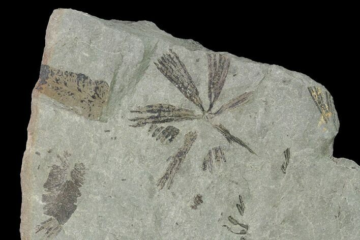 Fossil Flora (Neuropteris & Sphenophyllum?) Plate - Kentucky #142421